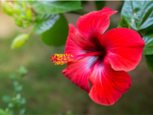 best granny flat garden ideas sydney - image of red hibiscus flower - call premier granny flats today